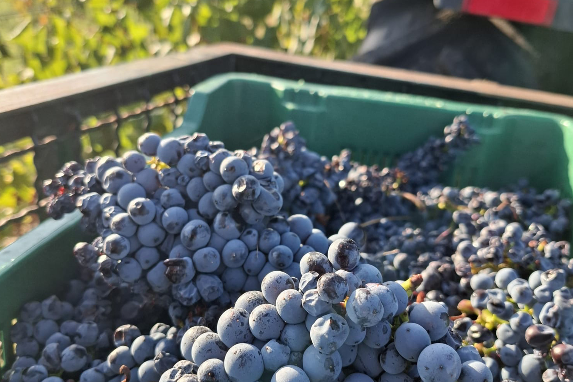 Cagnulari: a winning choice